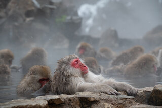 Jigoukudani (Snow Monkeys)